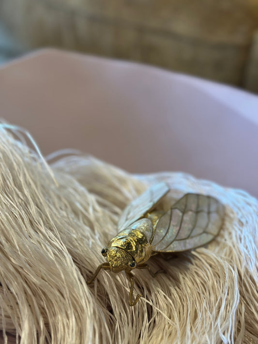 Cicada Bug Box